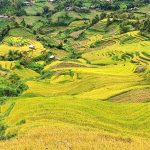 Teraced fields in Mu Cang Chai