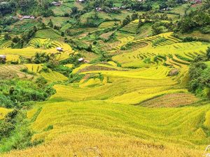 Teraced fields in Mu Cang Chai