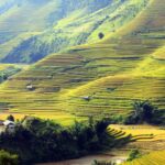 Golden Season In Mu Cang Chai