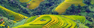 Rice Fields in Mu Cang Chai