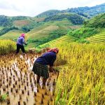 Explore Mu Cang Chai - 1 Day