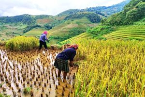 Explore Mu Cang Chai - 1 Day