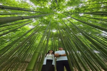 Mong Ngua Viewpoint and Bamboo Forests Trek