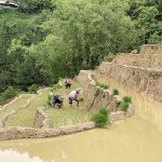 Planting rice in mu cang chai