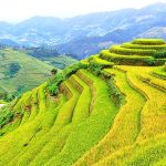 Mu Cang Chai Terraced Rice Paradise