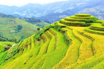 Explore Mu Cang Chai Terraced Rice Paradise 1 Day