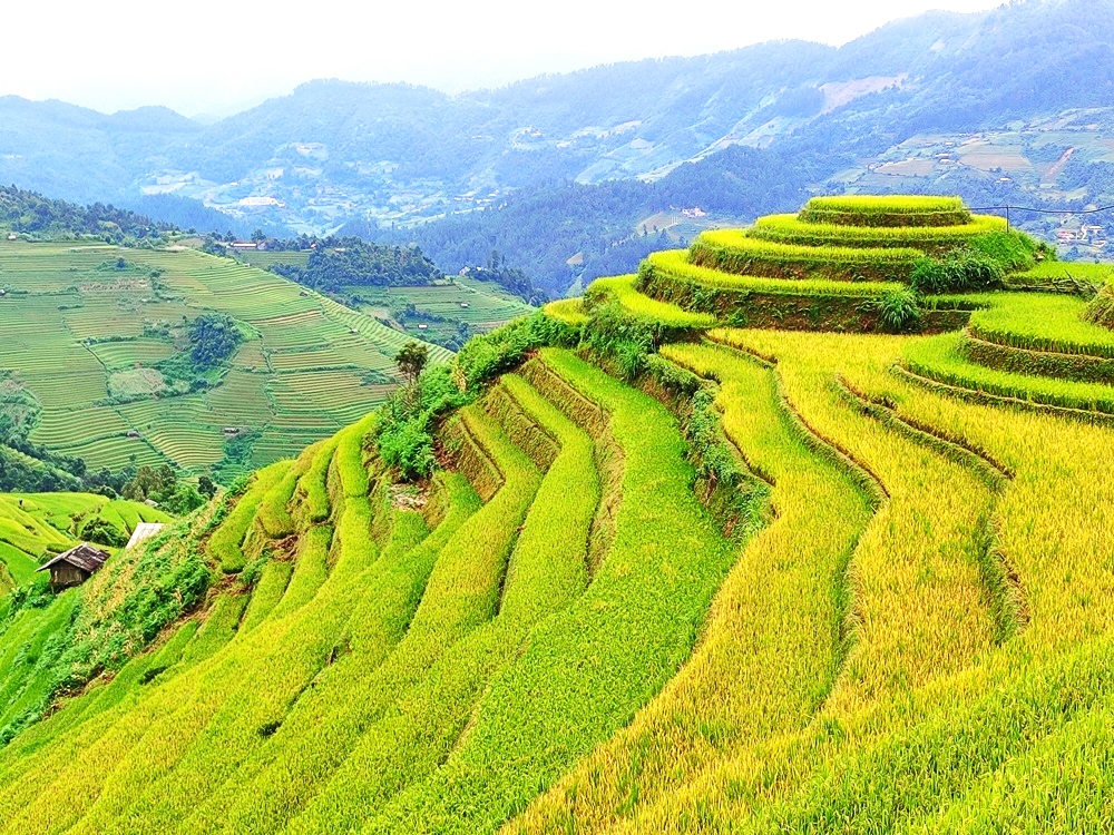 Mu Cang Chai Terraced Rice Paradise